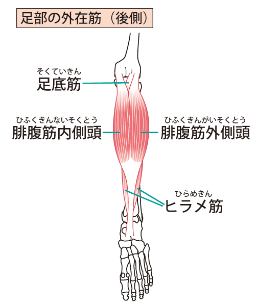 ふくらはぎ（下腿三頭筋）の筋肉の解剖図。腓腹筋（内側頭・外側頭）、ヒラメ筋、足底筋を示し、歩行や血流に関わる筋肉。
