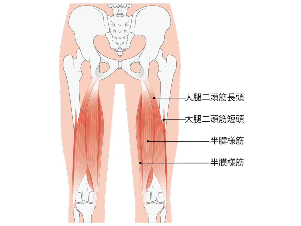 太ももの裏側にあるハムストリングスの解剖図。大腿二頭筋（長頭・短頭）、半腱様筋、半膜様筋を示し、長座や前屈の柔軟性に関わる筋肉。