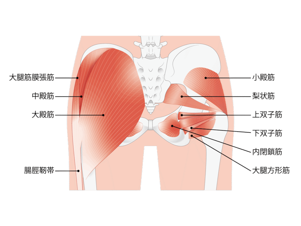 お尻と股関節の深層筋の解剖図。大臀筋、中臀筋、小臀筋、梨状筋などを分かりやすく示し、股関節の安定に関わる筋肉群。