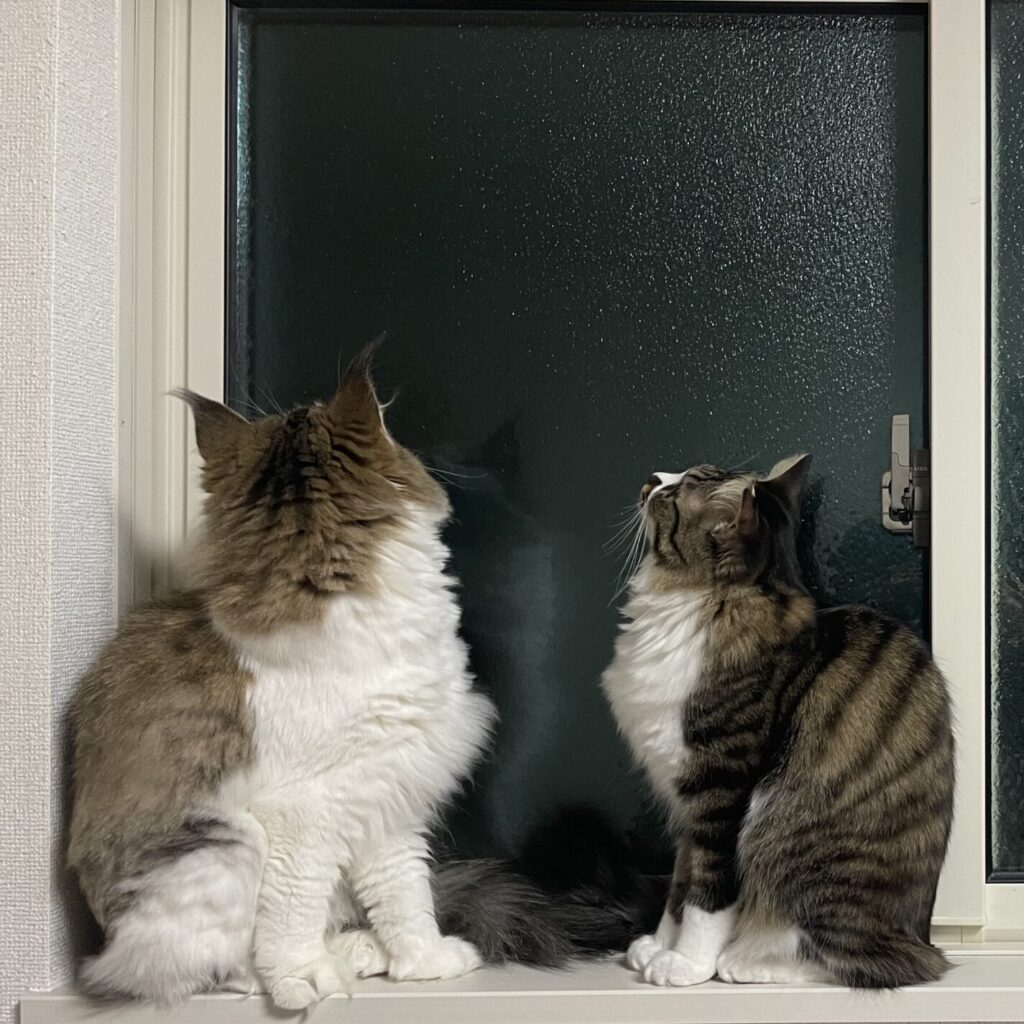 ブログ運営者のまごぽが飼育する2匹の猫の画像。