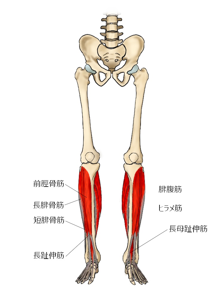 骨盤から足までの骨格と、下腿の筋肉を示す前面解剖図。下腿の筋肉が赤色で強調表示されており、前脛骨筋、長腓骨筋、短腓骨筋、長趾伸筋、腓腹筋、ヒラメ筋、長母趾伸筋の名称がラベル付けされている。